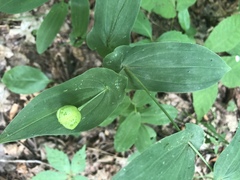 Uvularia