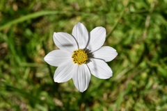Cosmos diversifolius