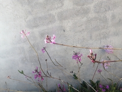 Epidendrum jamiesonis