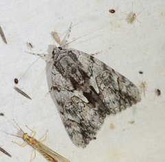 Catocala insolabilis
