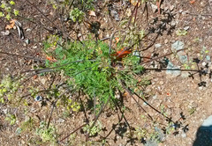 Lomatium dasycarpum