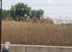 Phragmites australis