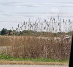 Phragmites australis