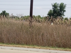 Phragmites australis