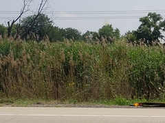 Phragmites australis
