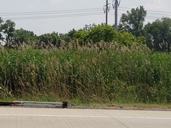 Phragmites australis