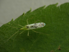 Macrolophus brevicornis