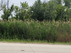 Phragmites australis