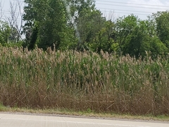 Phragmites australis