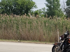 Phragmites australis