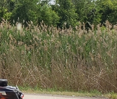 Phragmites australis