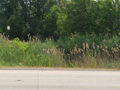 Phragmites australis