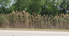 Phragmites australis