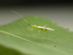Macrolophus brevicornis