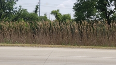 Phragmites australis