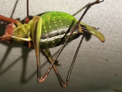 Barbitistes fischeri