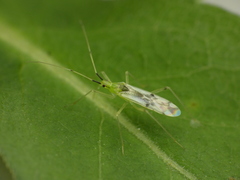 Macrolophus brevicornis