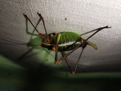 Barbitistes fischeri