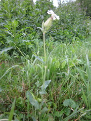 Silene latifolia