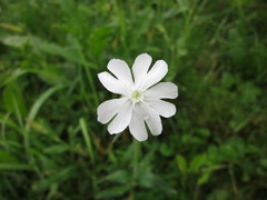 Silene latifolia