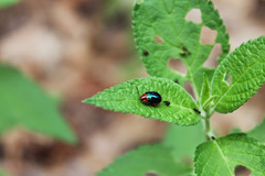 Kuschelina gibbitarsa