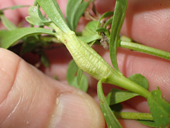 Gnorimoschema baccharisella