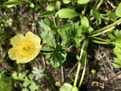 Trollius