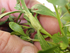 Gnorimoschema baccharisella