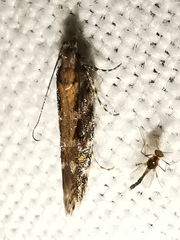 Aristotelia ericinella