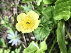 Trollius