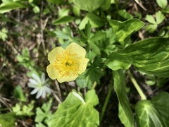 Trollius