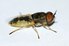 Hedriodiscus dorsalis