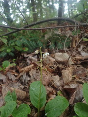 Pyrola elliptica