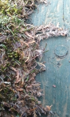 Leptinella maniototo