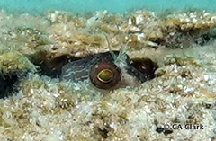 Parablennius marmoreus