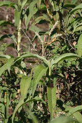 Persicaria attenuata