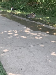 Branta canadensis