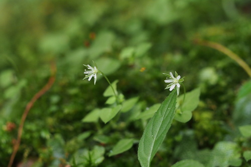 Stellaria diversiflora iNat (1)