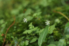 Nubelaria diversiflora