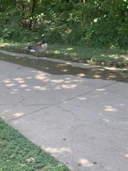Branta canadensis