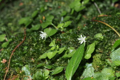 Nubelaria diversiflora