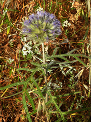 Echinops strigosus