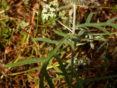 Echinops strigosus
