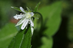 Nubelaria diversiflora