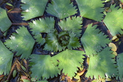 Trapa natans bispinosa