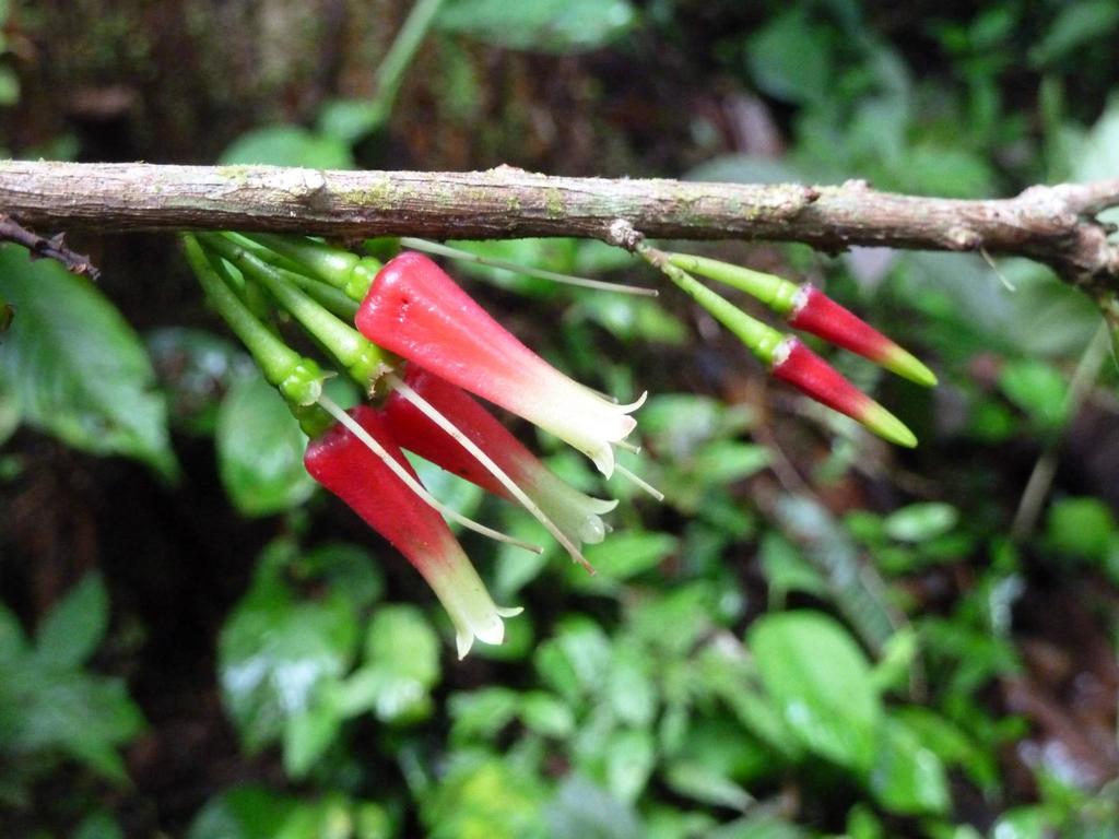 Satyria panurensis