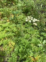 Ligusticum canbyi