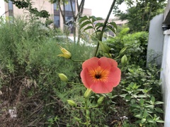 Campsis grandiflora