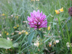 Trifolium pratense