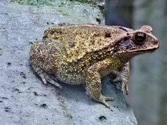 Yellow Toad photo 2
